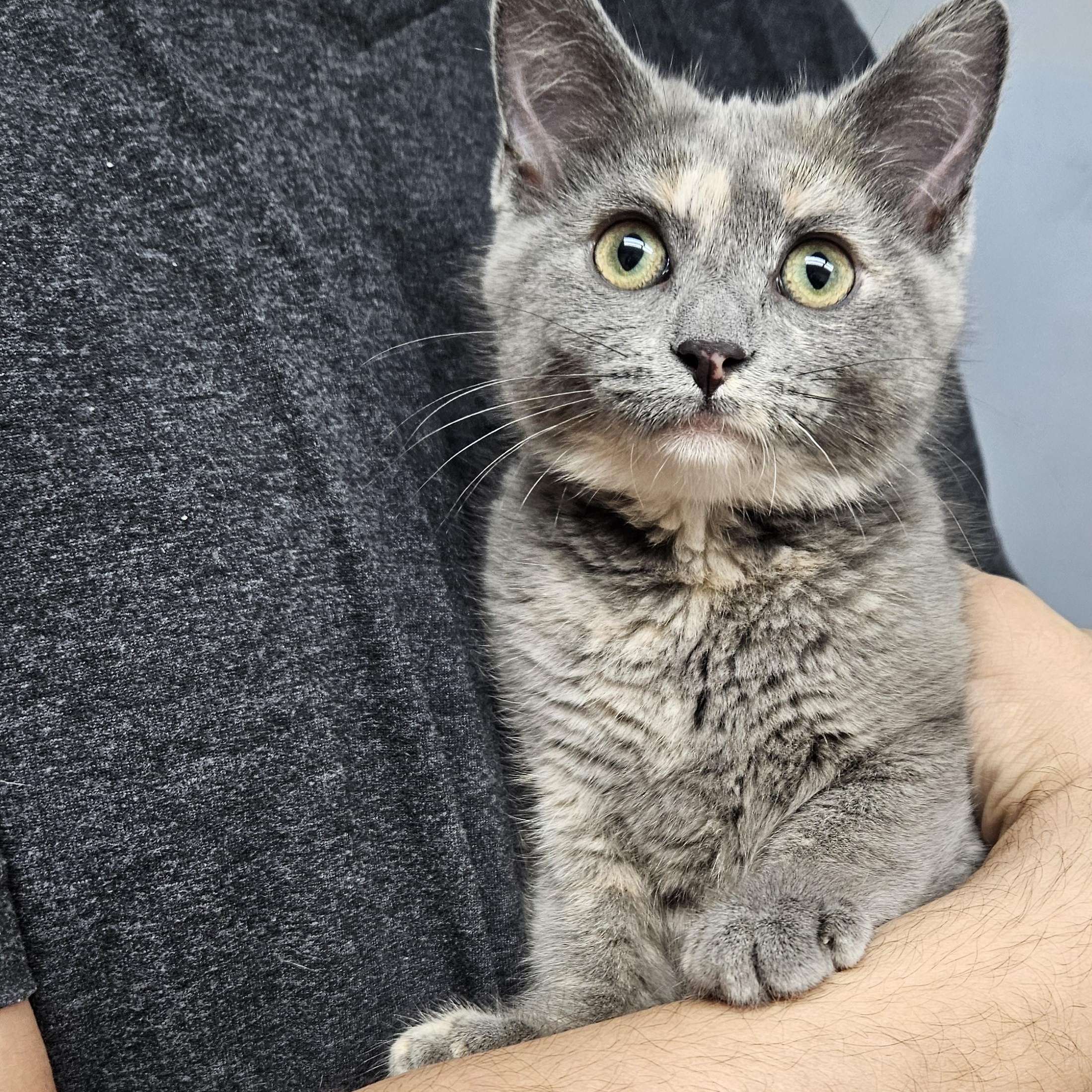 Mystic, a ADOPTABLE mixed breed in Antioch, IL image 4/4