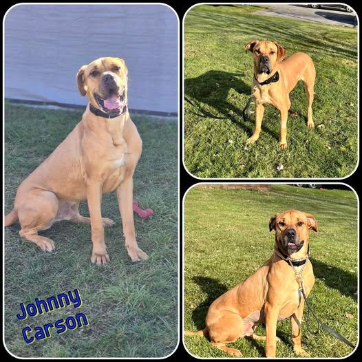 Enlarge Johnny Carson, a Adoptable mixed breed in Traverse City, MI image 1/1