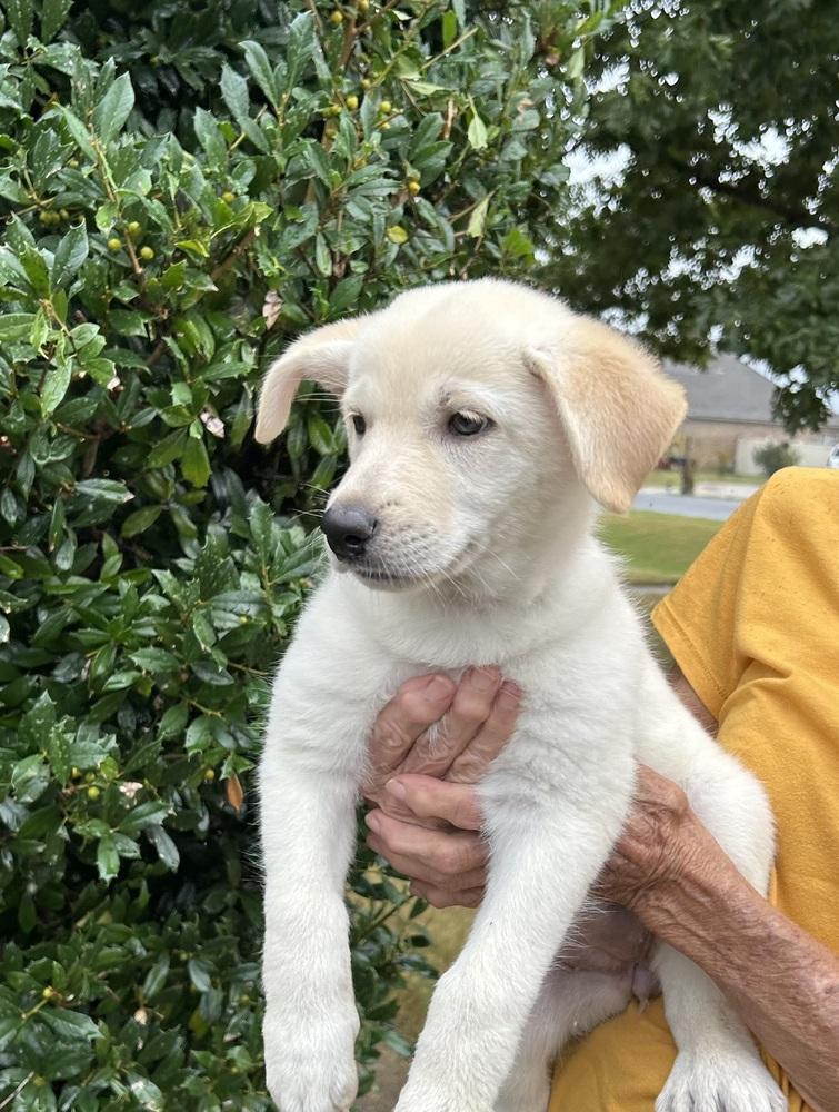 Diamond - Gemstone Litter, Adoptable, Puppy Female Great Pyrenees.