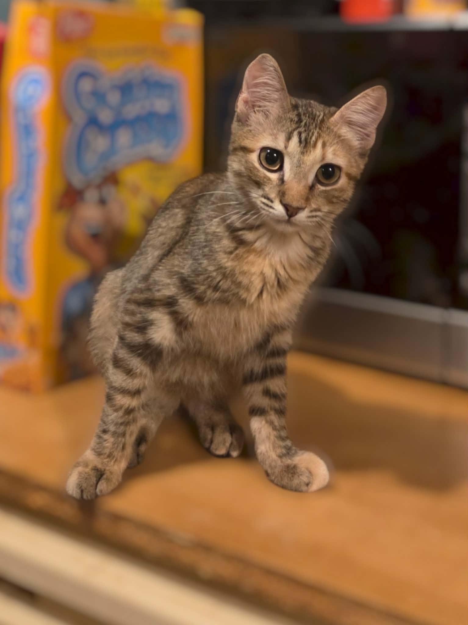 Enlarge Iris, a Adoptable Tabby in Okemah, OK image 2/3