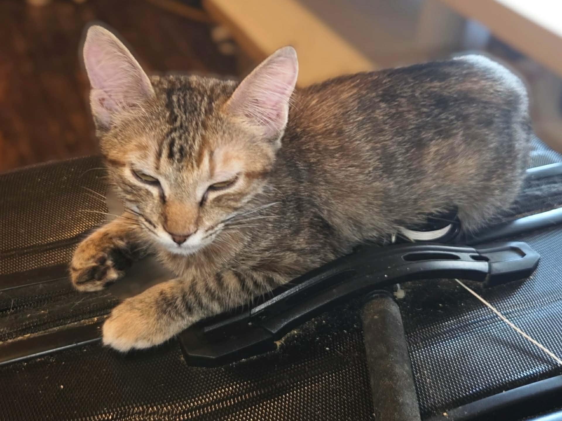 Enlarge Iris, a Adoptable Tabby in Okemah, OK image 3/3