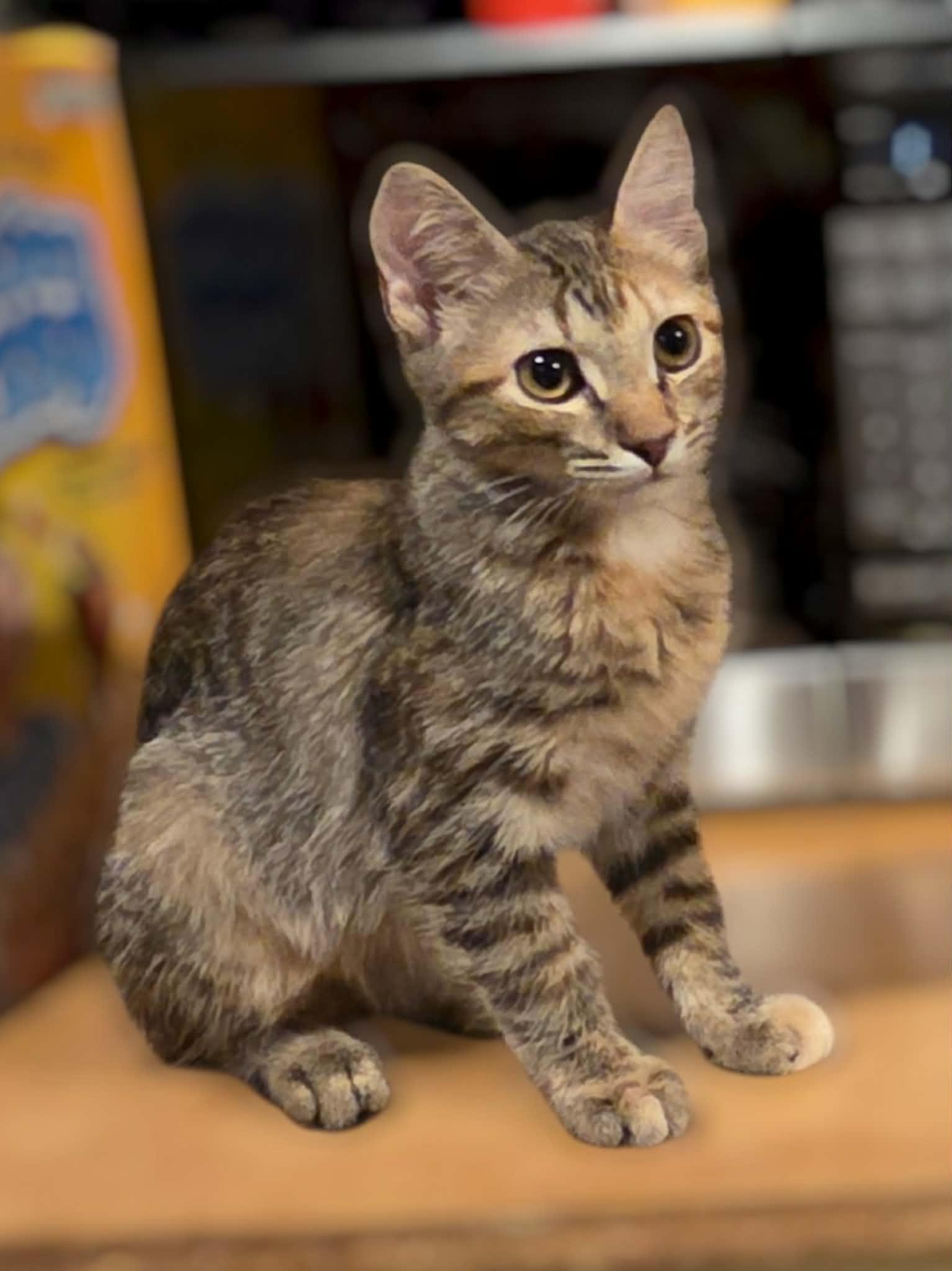 Enlarge Iris, a Adoptable Tabby in Okemah, OK image 1/3