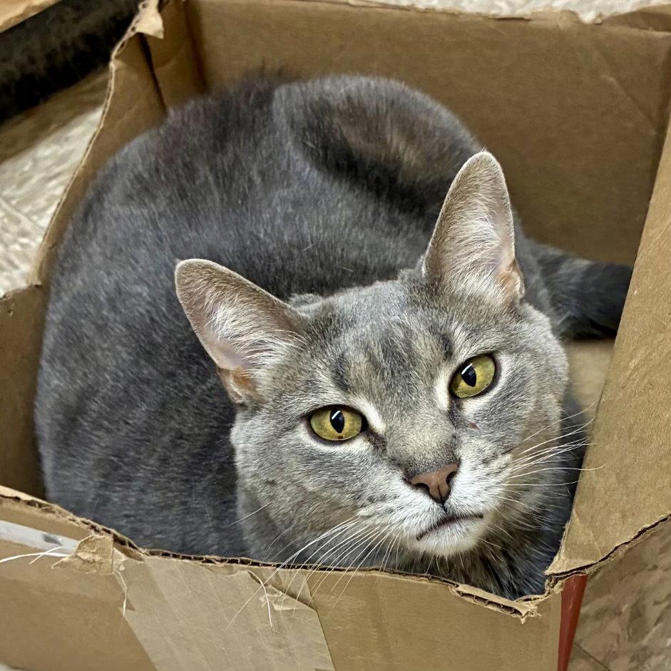 Gracie 2026, Adoptable, Adult Female Tabby & Domestic Short Hair.