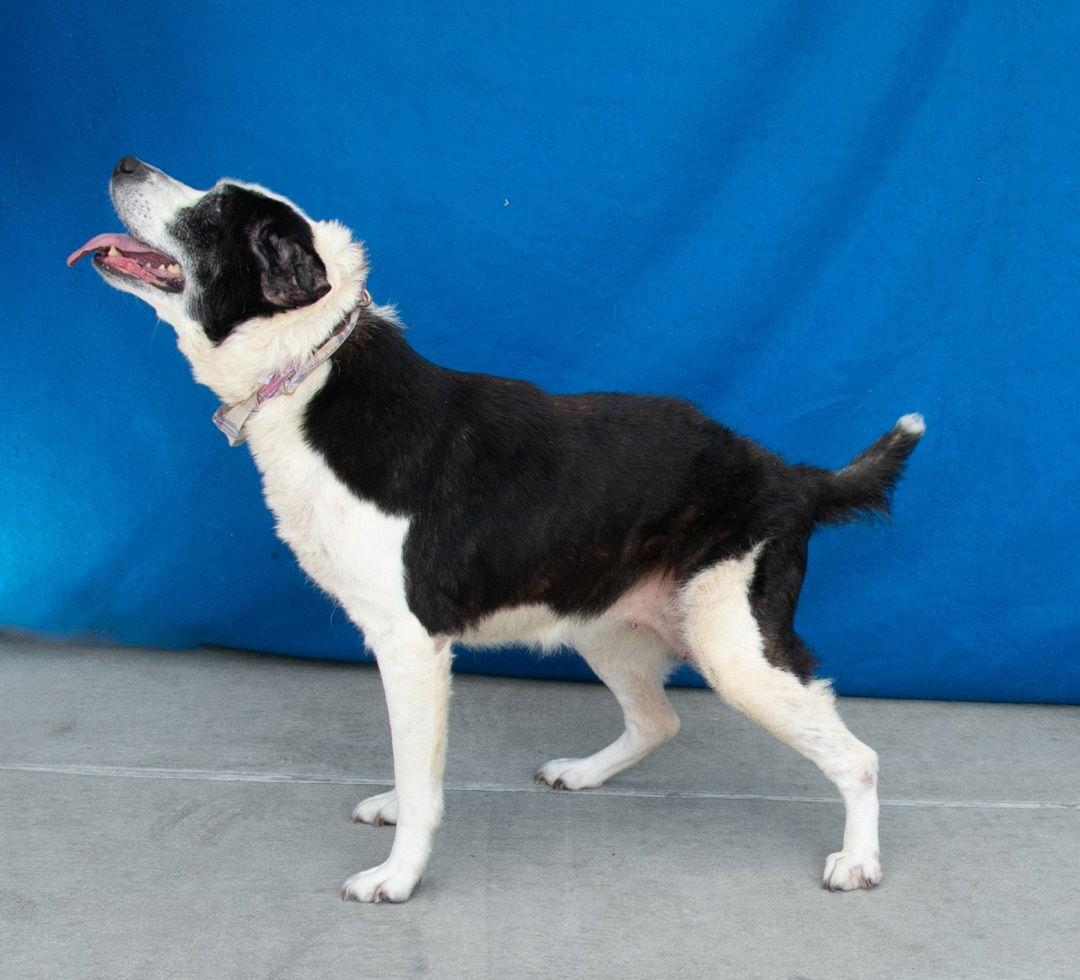 Enlarge LOLA, a Adoptable Australian Shepherd in Pasadena, CA image 1/2