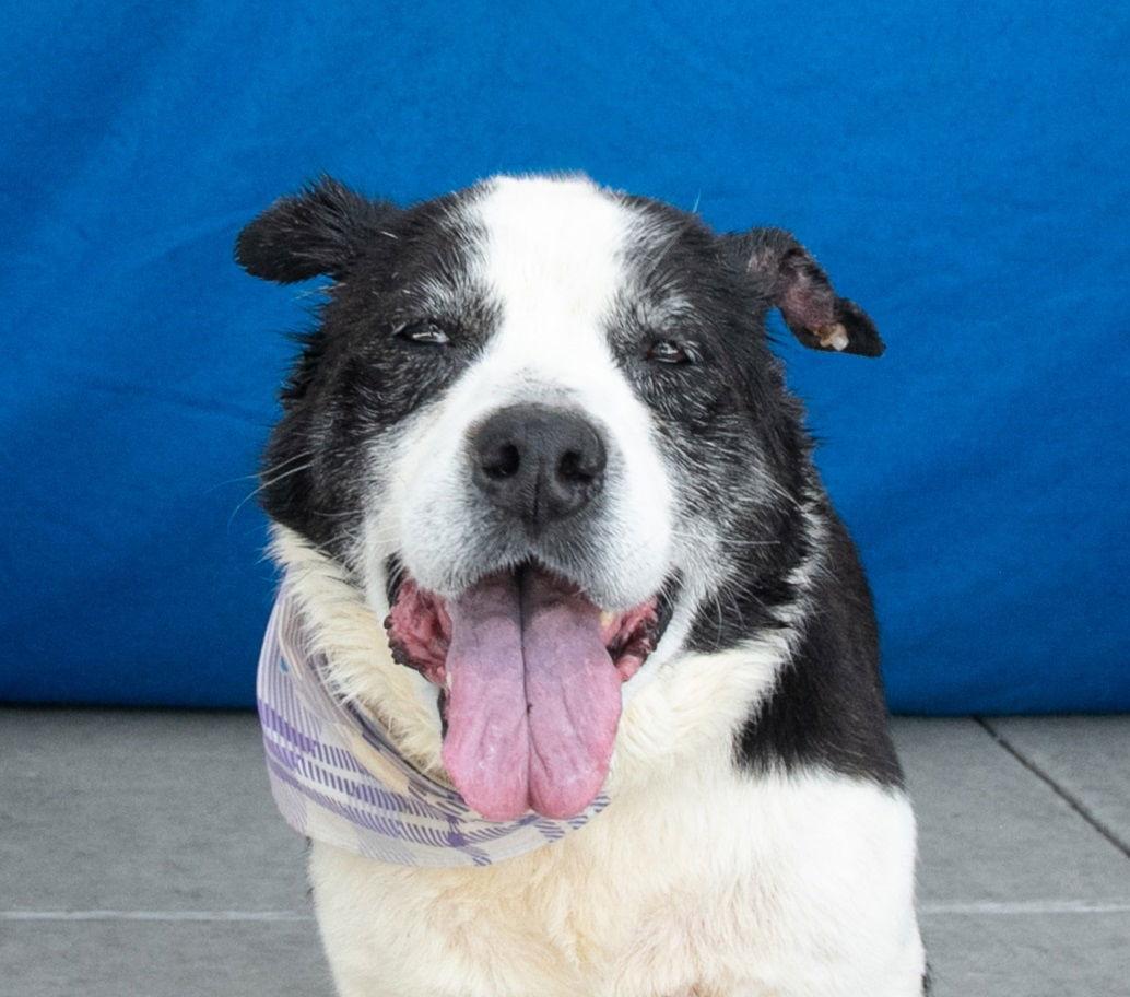 Enlarge LOLA, a Adoptable Australian Shepherd in Pasadena, CA image 2/2