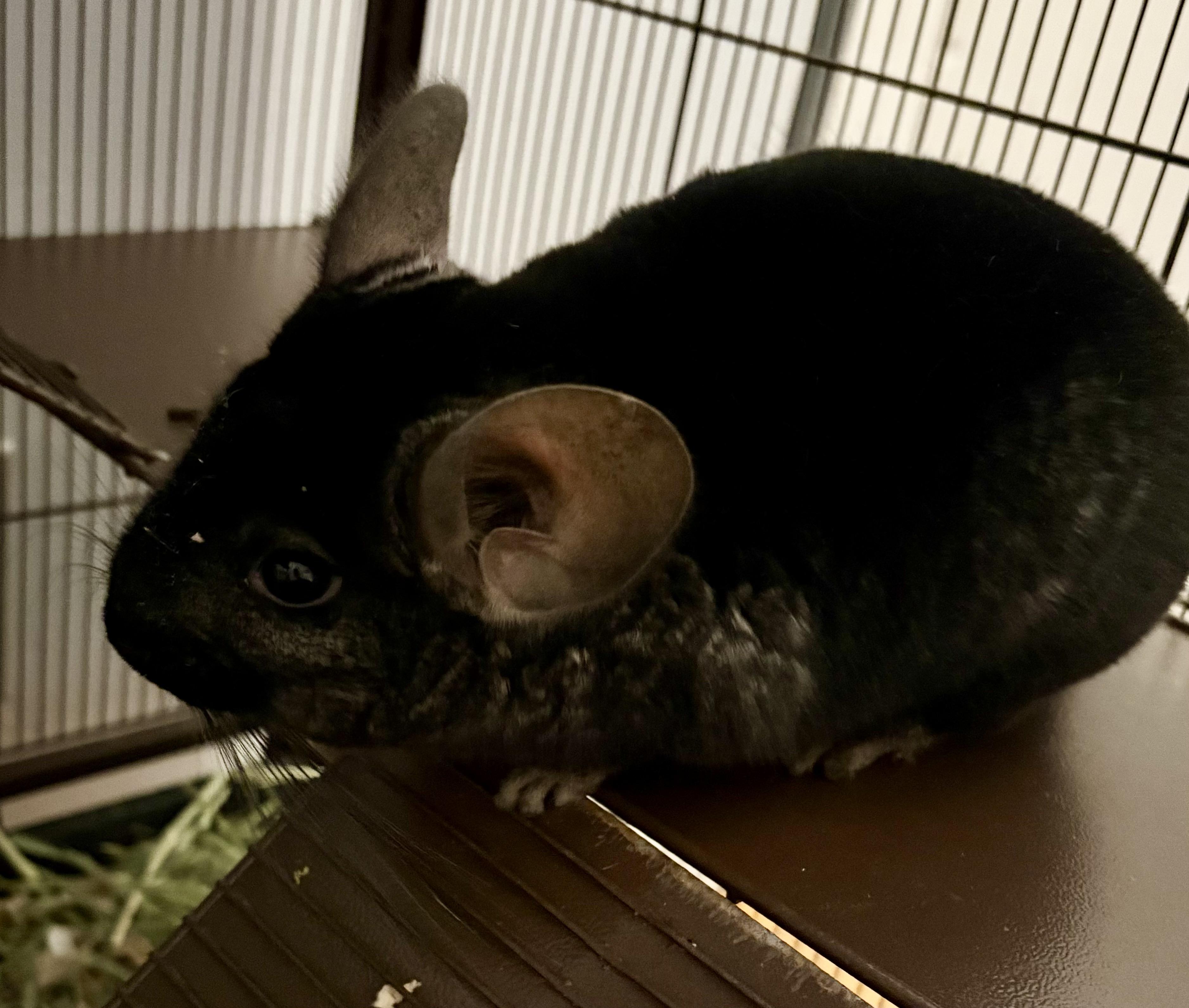 Enlarge Obsidian & Salvadore, an adopted Chinchilla in Andover, CT image 2/4