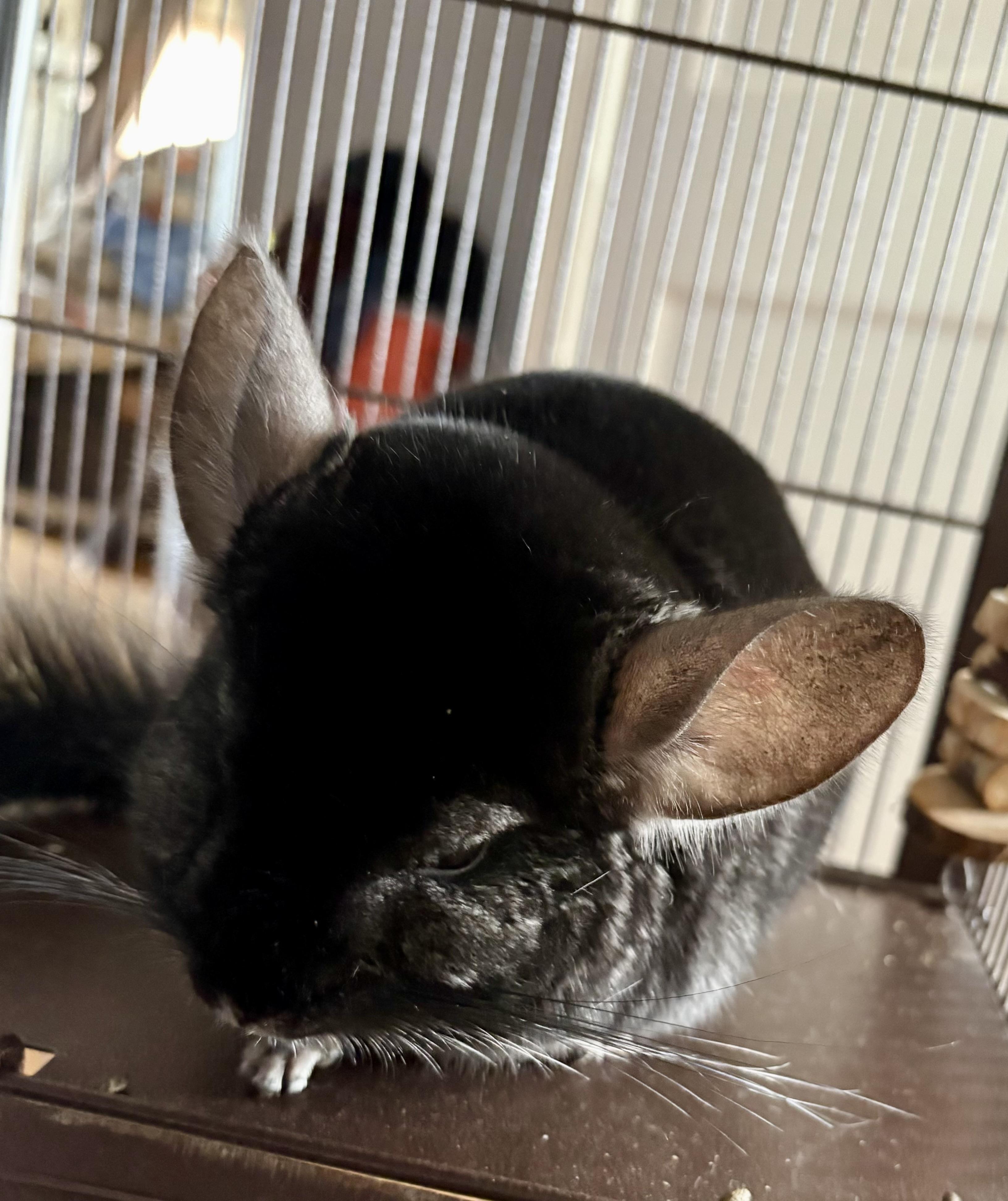 Enlarge Obsidian & Salvadore, an adopted Chinchilla in Andover, CT image 4/4
