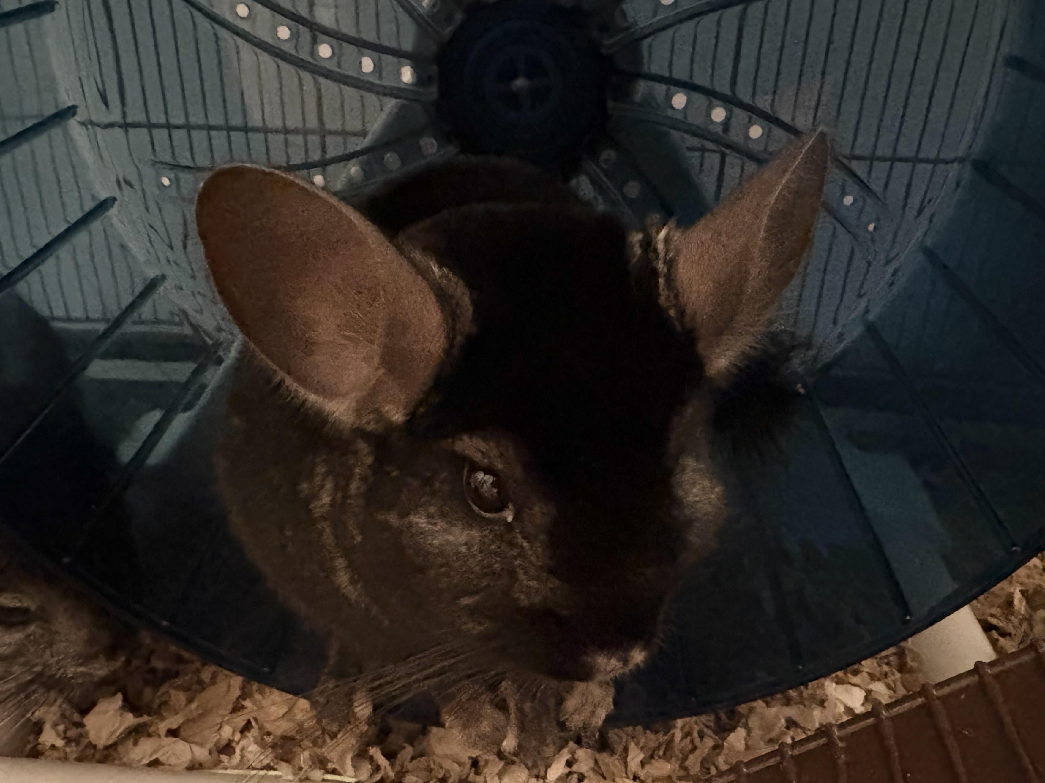 Obsidian & Salvadore, adopted, Adult Male Chinchilla.