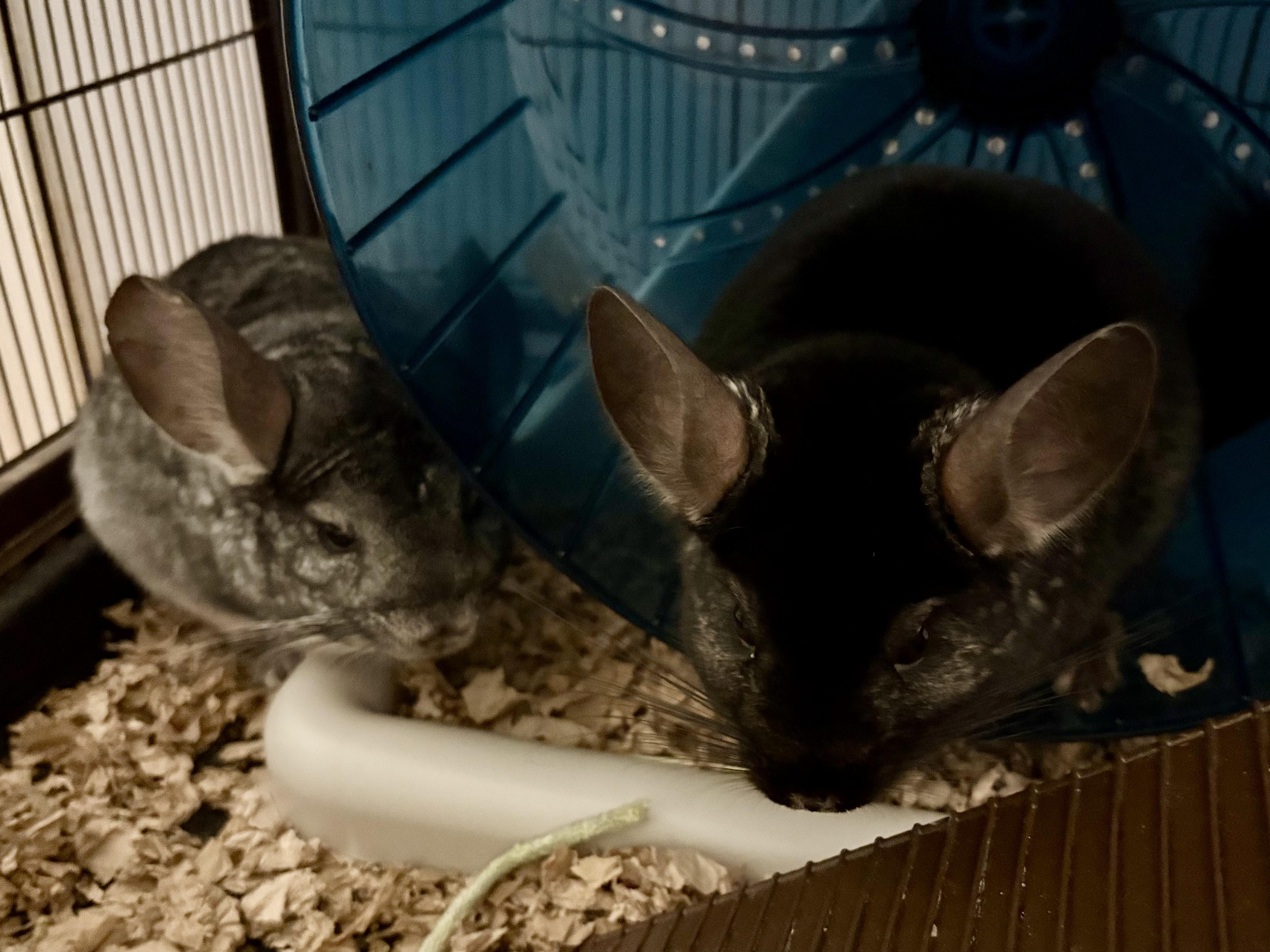 Enlarge Obsidian & Salvadore, an adopted Chinchilla in Andover, CT image 3/4