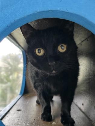 Selma, Adoptable, Adult Female Domestic Short Hair & Domestic Short Hair.