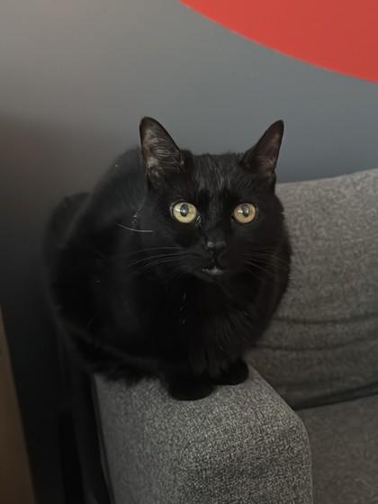 Selma, a Adoptable Domestic Short Hair in North Miami Beach, FL image 3/3