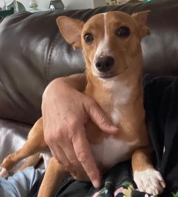 Enlarge Ricky, a Adoptable Chihuahua in Palm Harbor, FL image 2/3