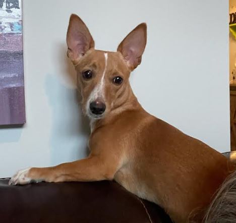 Enlarge Ricky, a Adoptable Chihuahua in Palm Harbor, FL image 3/3
