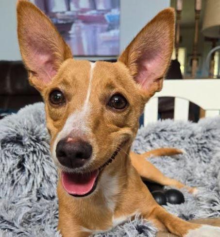 Ricky, Adoptable, Adult Male Chihuahua.
