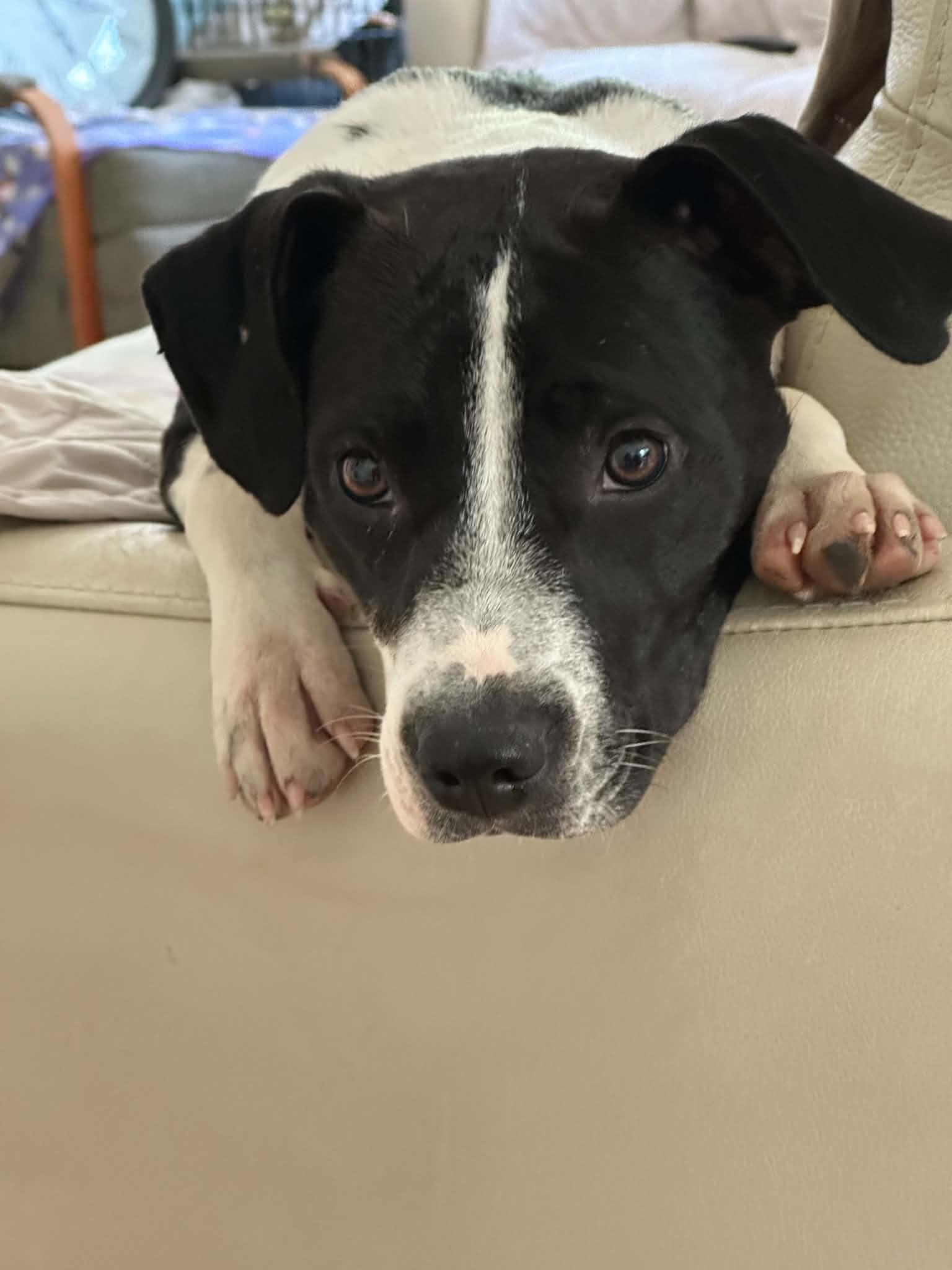 Enlarge Opal, a Adoptable mixed breed in Woburn, MA image 1/4