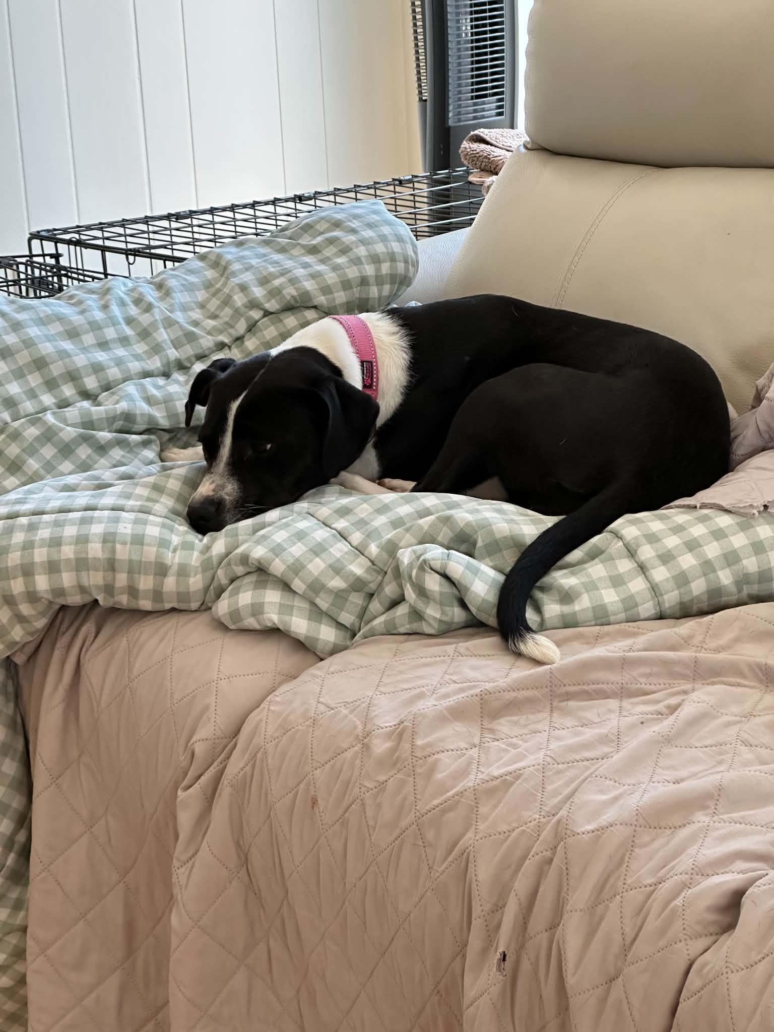 Enlarge Opal, a Adoptable mixed breed in Woburn, MA image 3/4