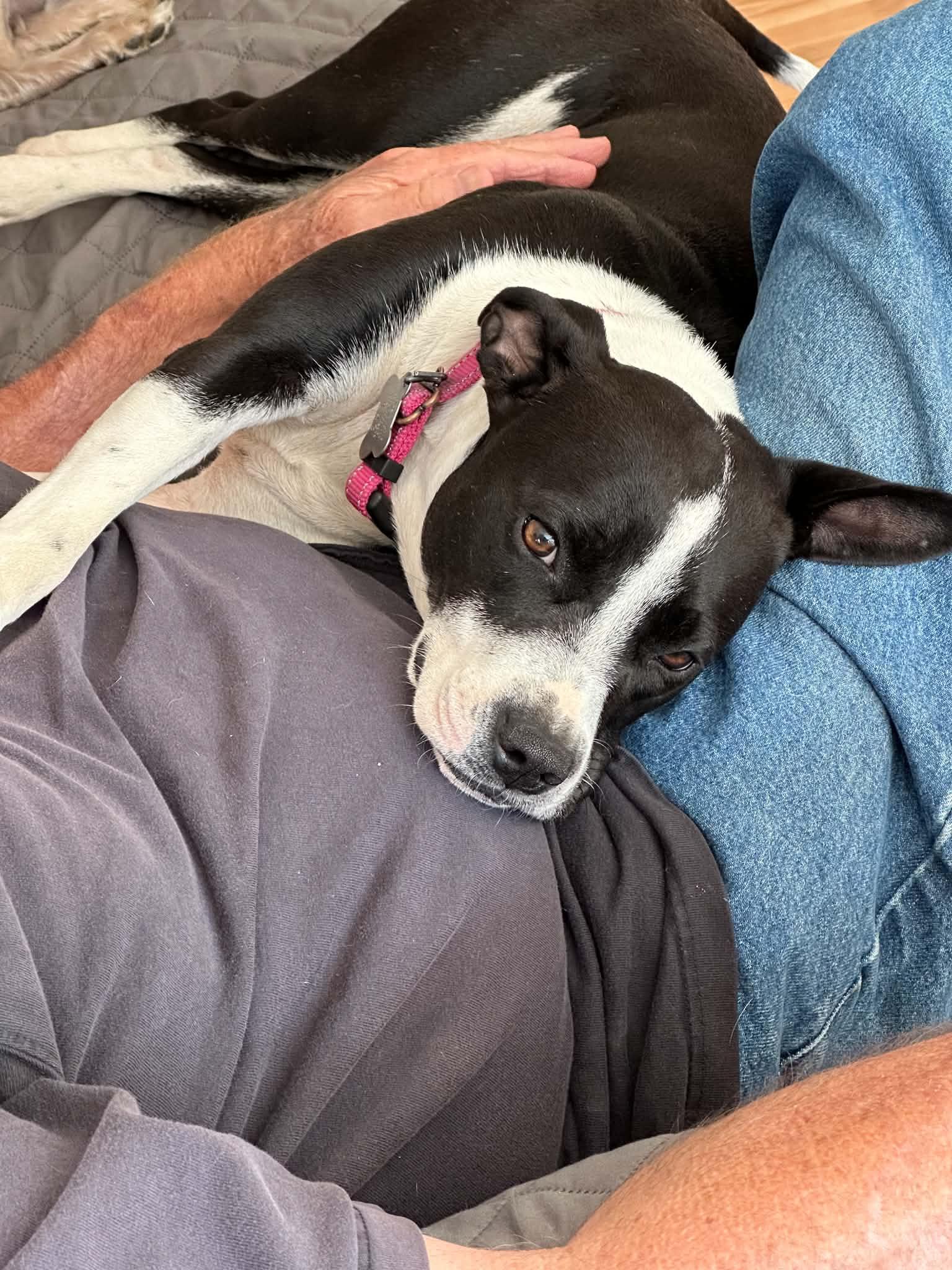 Enlarge Opal, a Adoptable mixed breed in Woburn, MA image 4/4
