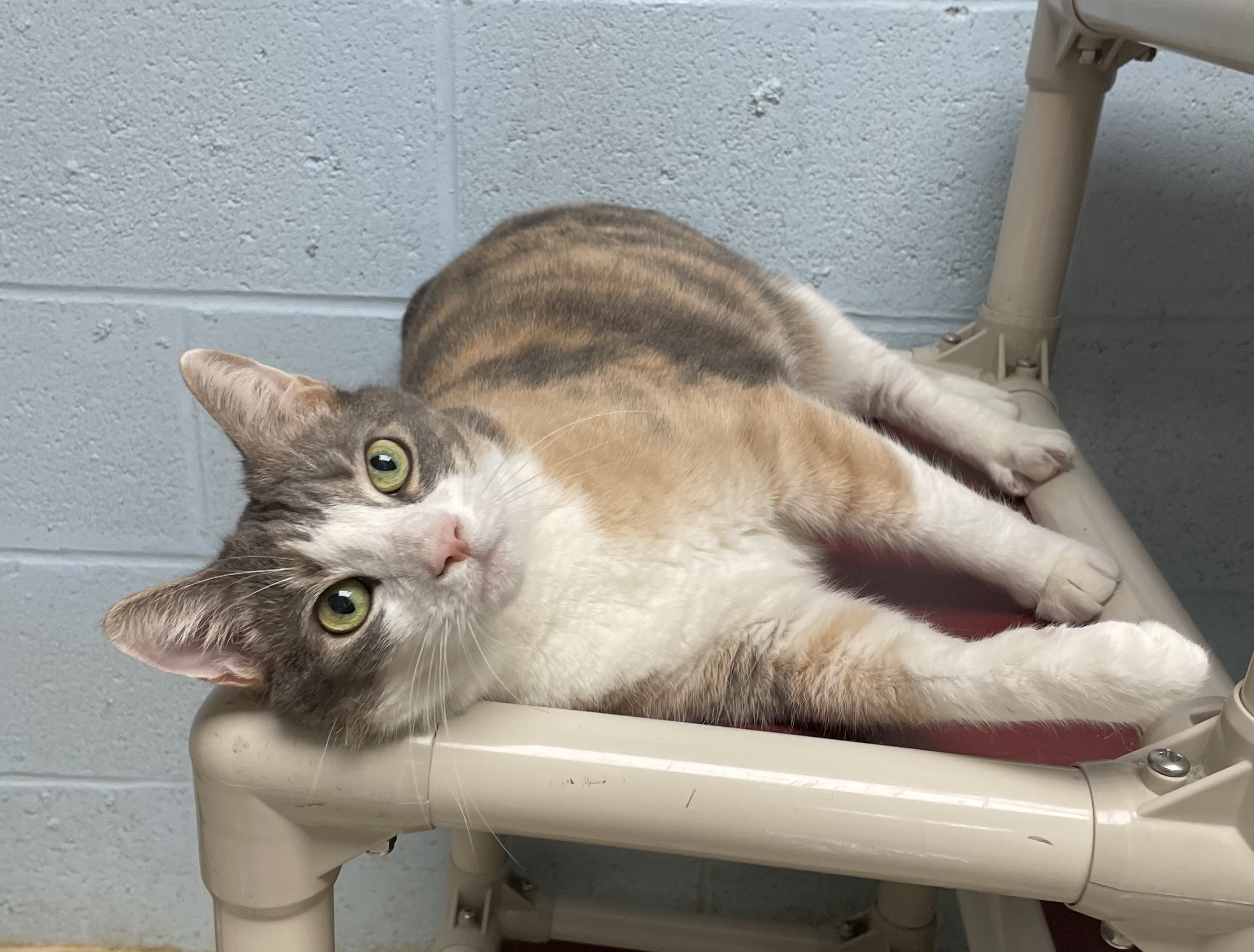 Cecelia, a Adoptable Domestic Short Hair in Colonia, NJ image 4/6