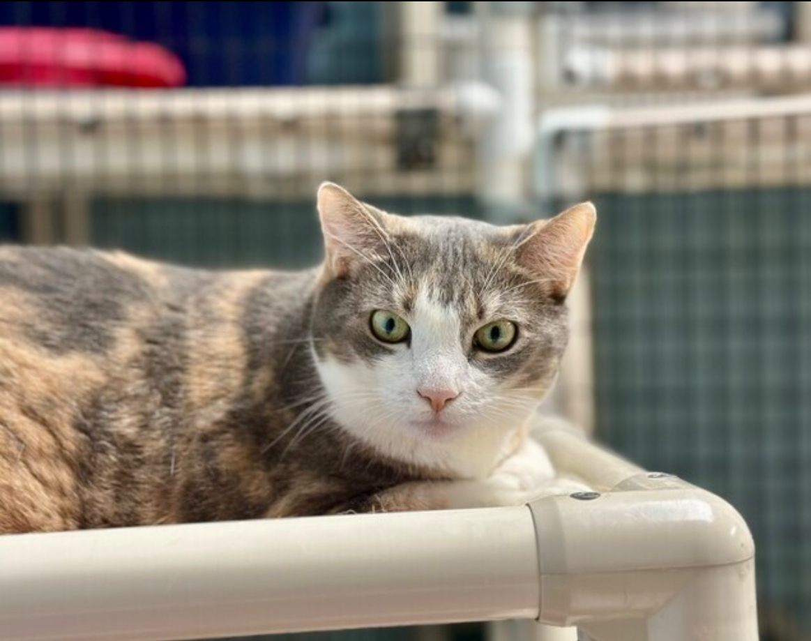 Cecelia, a Adoptable Domestic Short Hair in Colonia, NJ image 3/6