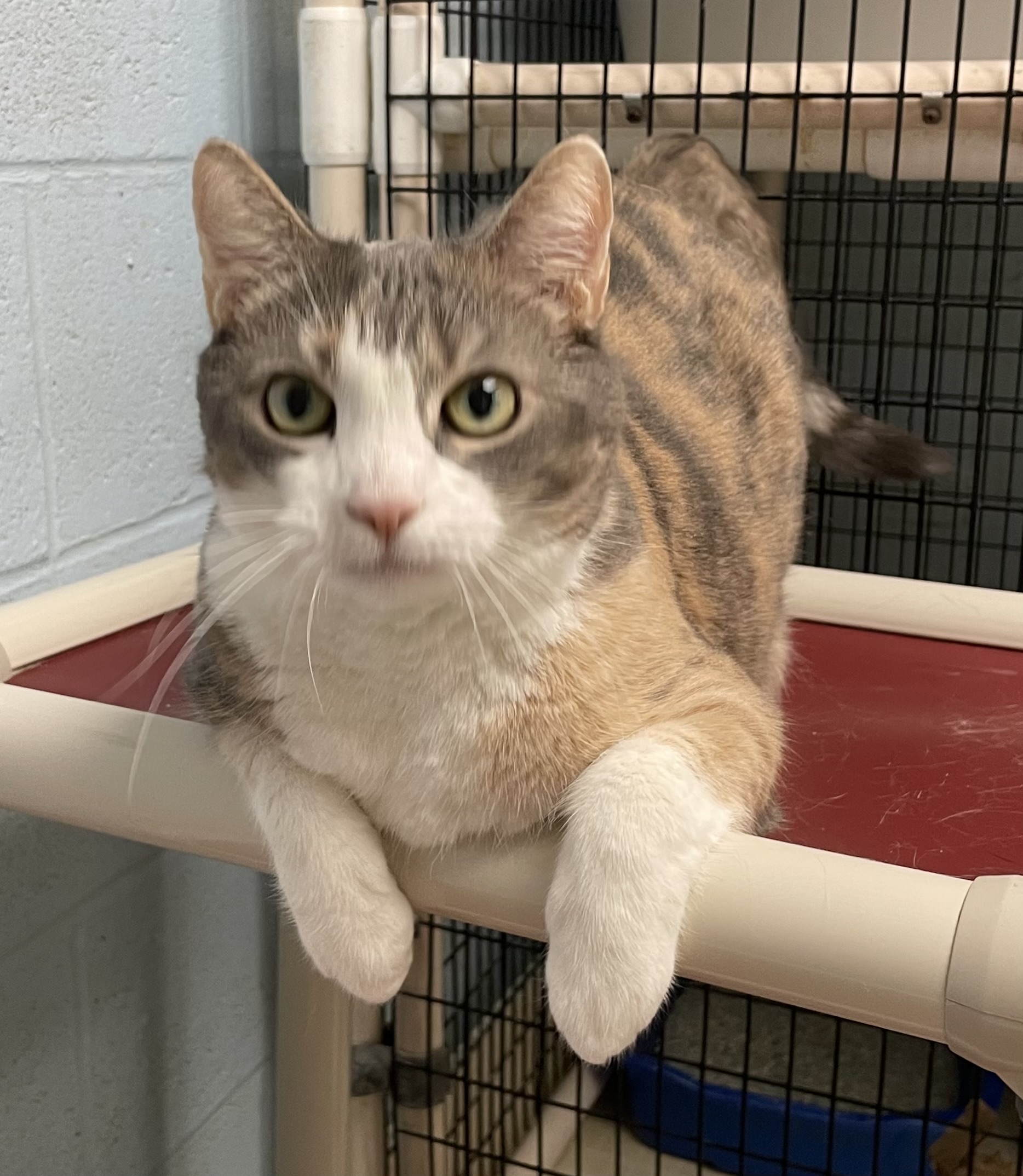 Cecelia, a Adoptable Domestic Short Hair in Colonia, NJ image 2/6