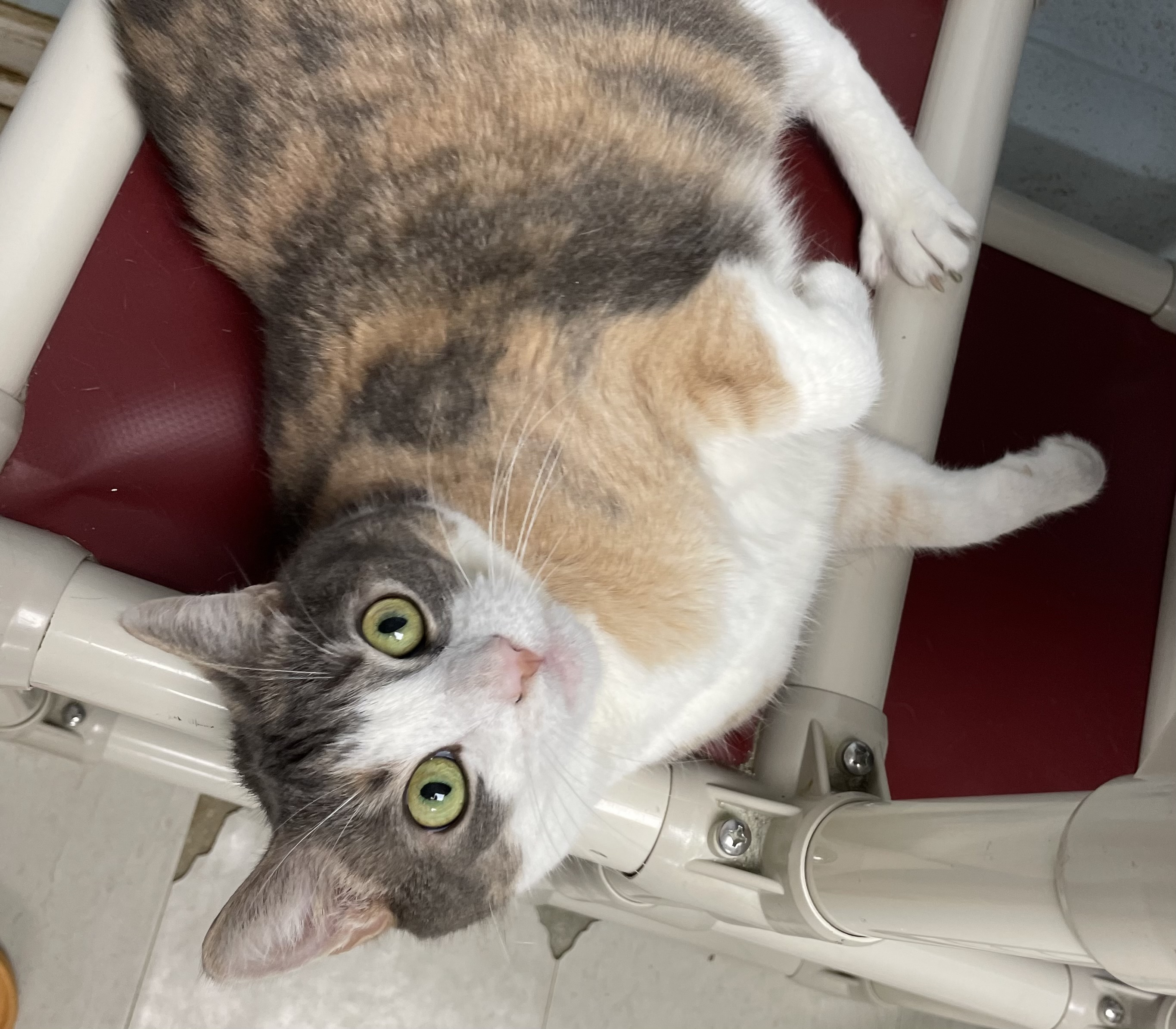 Cecelia, a Adoptable Domestic Short Hair in Colonia, NJ image 5/6