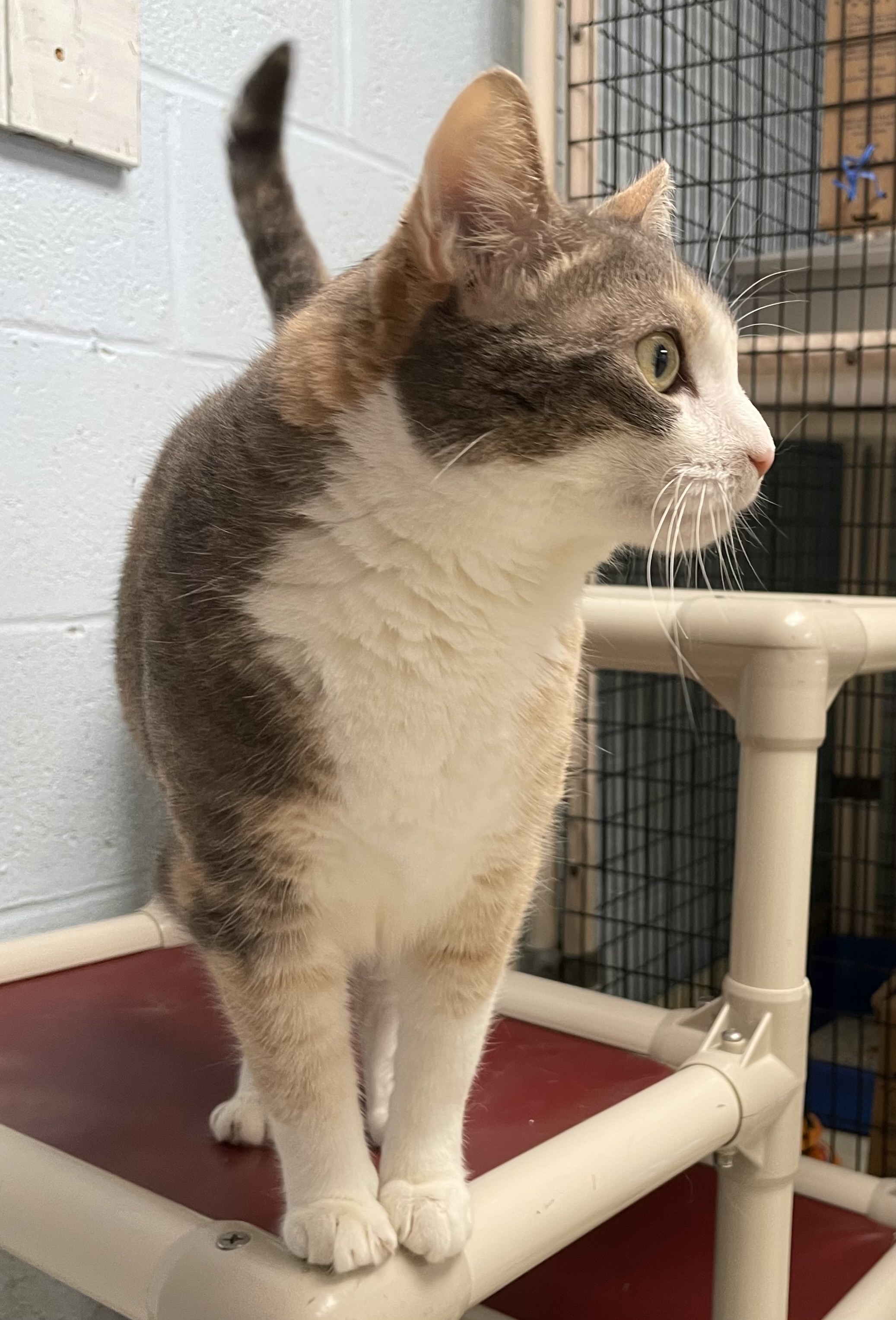 Cecelia, a Adoptable Domestic Short Hair in Colonia, NJ image 6/6