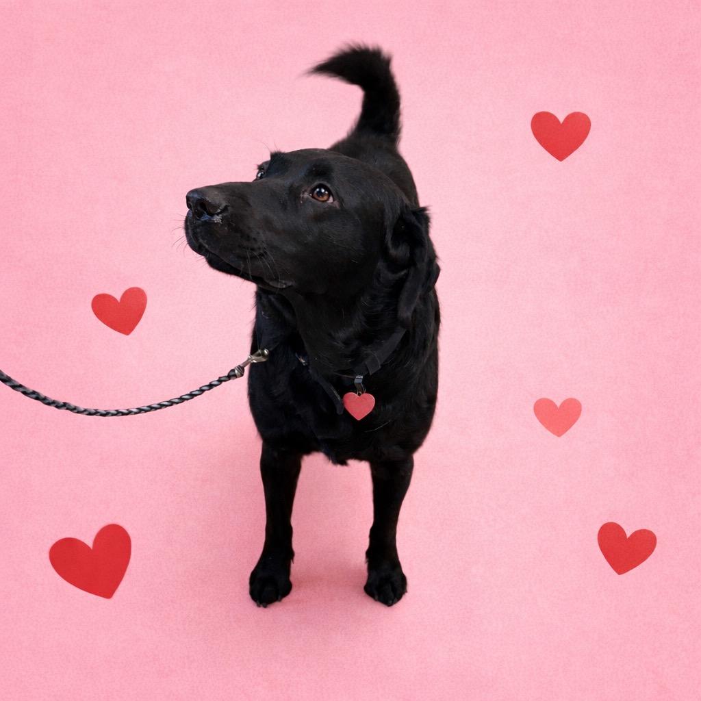 Enlarge Hoss, a Adoptable Labrador Retriever in Lawrenceville, IL image 1/1
