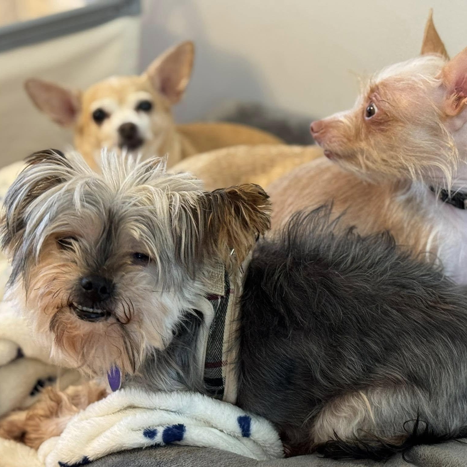 Enlarge Lacey - Bonded with Ashton, a Adoptable Yorkshire Terrier in Rockville, MD image 5/6