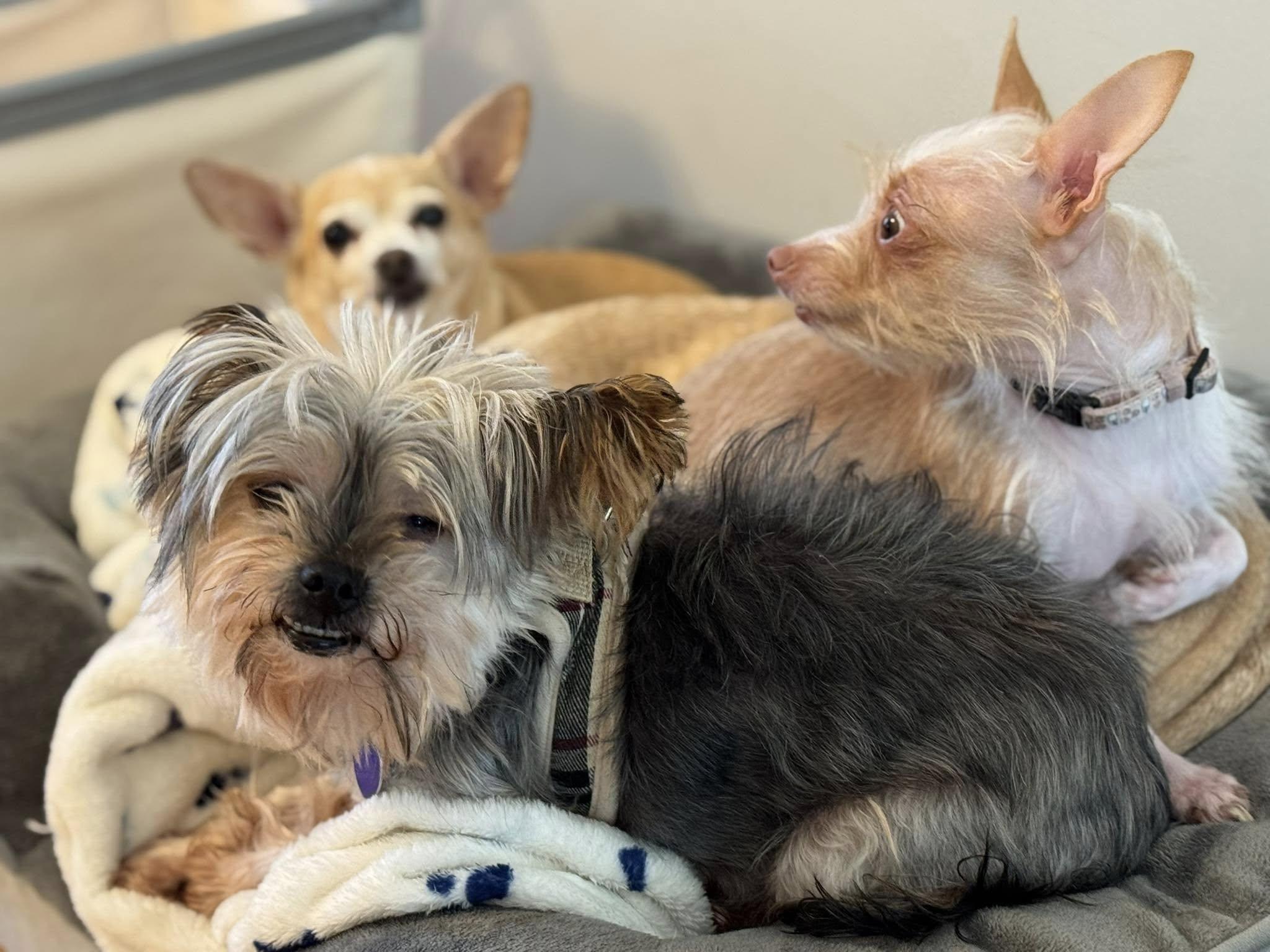 Lacey - Bonded with Ashton, a Adoptable Yorkshire Terrier in Rockville, MD image 5/6