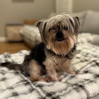 Lacey - Bonded with Ashton — thumbnail 2