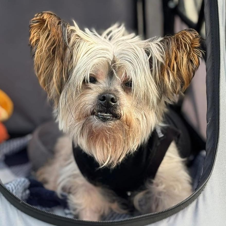 Lacey - Bonded with Ashton, a Adoptable Yorkshire Terrier in Rockville, MD image 4/6