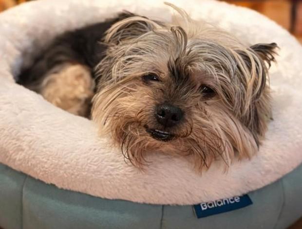 Enlarge Lacey - Bonded with Ashton, a Adoptable Yorkshire Terrier in Rockville, MD image 1/6