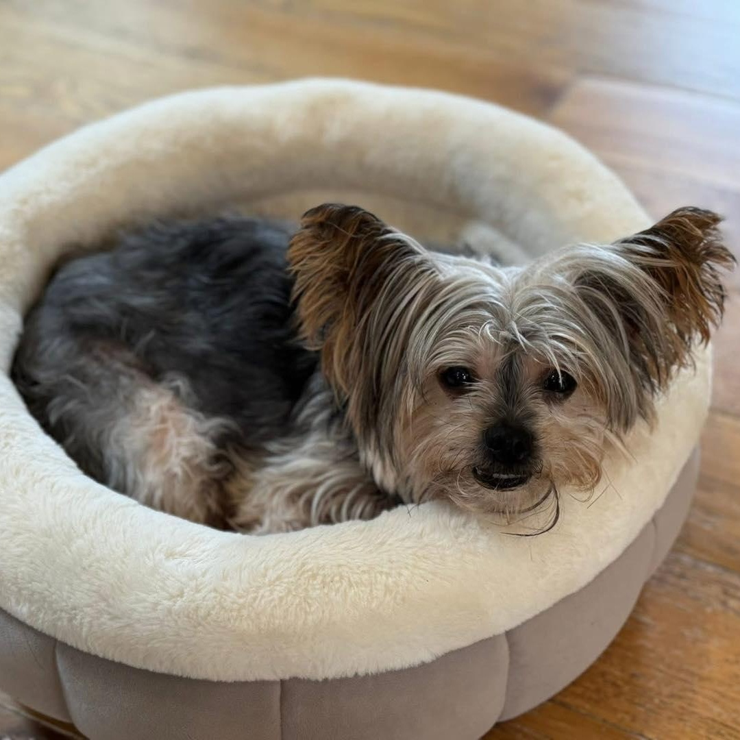 Lacey - Bonded with Ashton, a Adoptable Yorkshire Terrier in Rockville, MD image 2/6