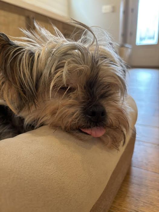 Lacey - Bonded with Ashton, a Adoptable Yorkshire Terrier in Rockville, MD image 6/6