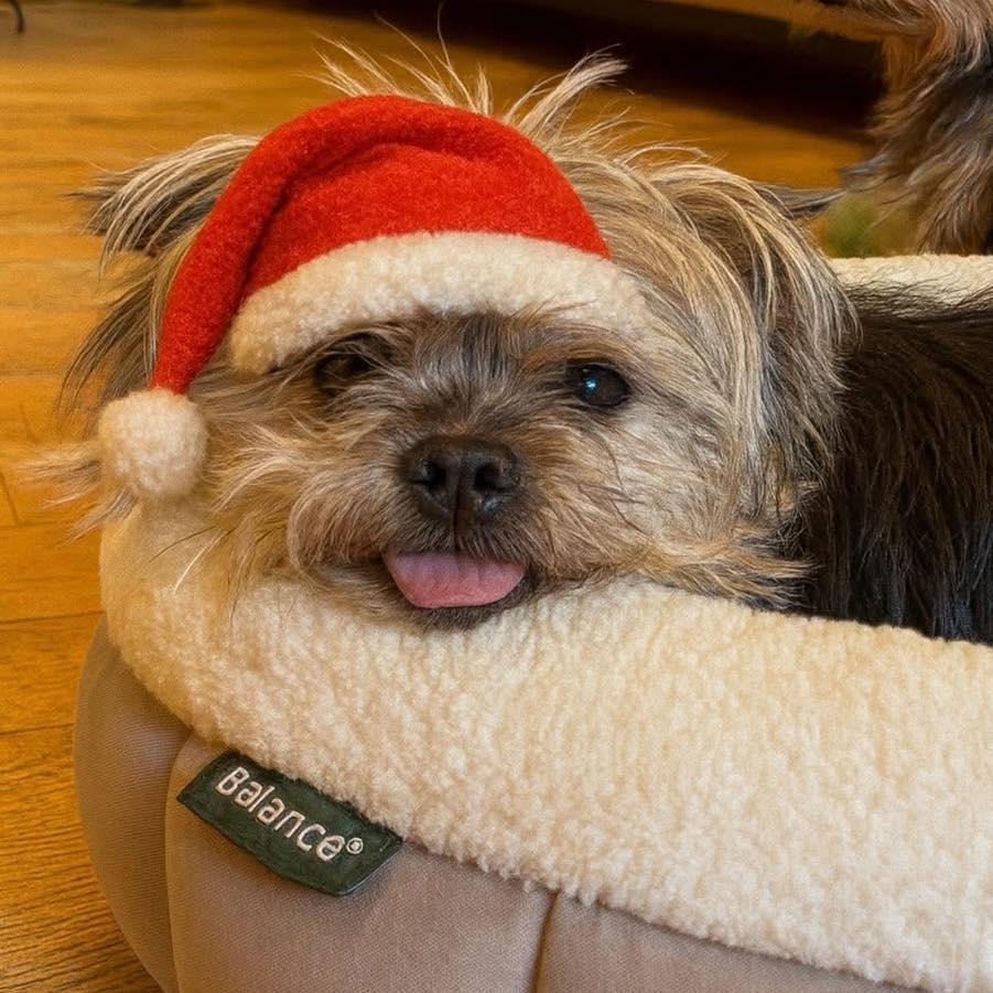 Enlarge Lacey - Bonded with Ashton, a Adoptable Yorkshire Terrier in Rockville, MD image 2/6