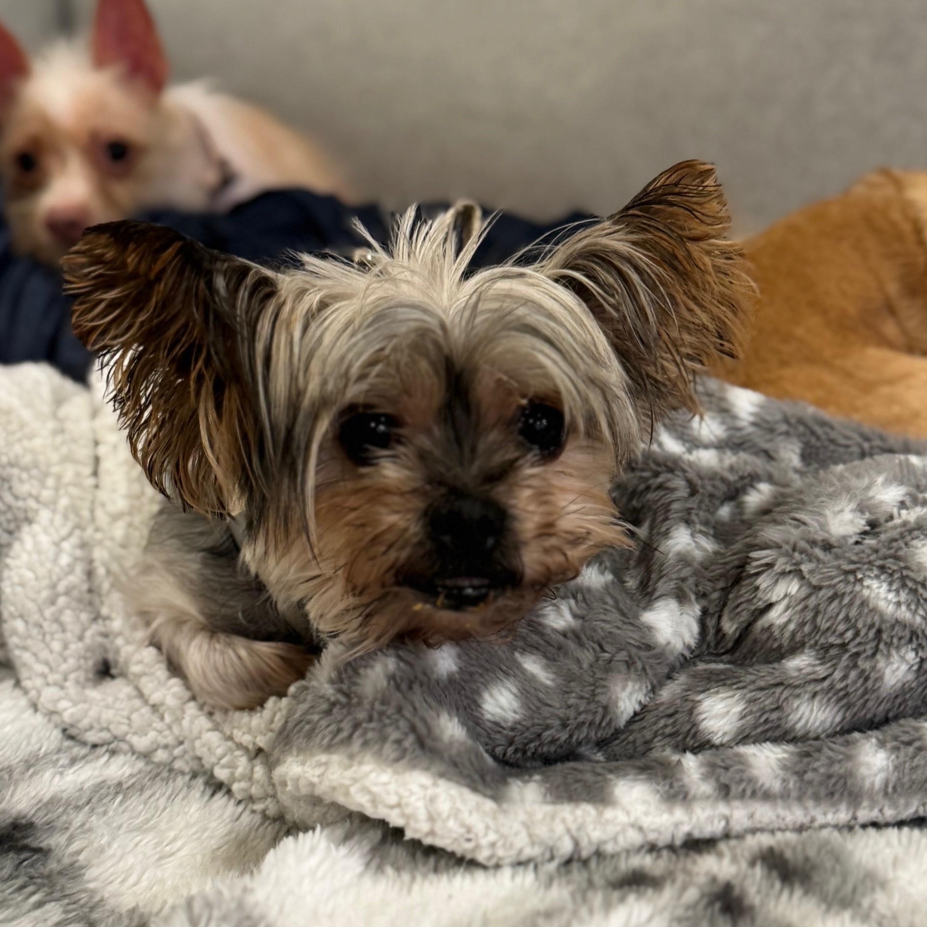 Lacey - Bonded with Ashton, a Adoptable Yorkshire Terrier in Rockville, MD image 1/6