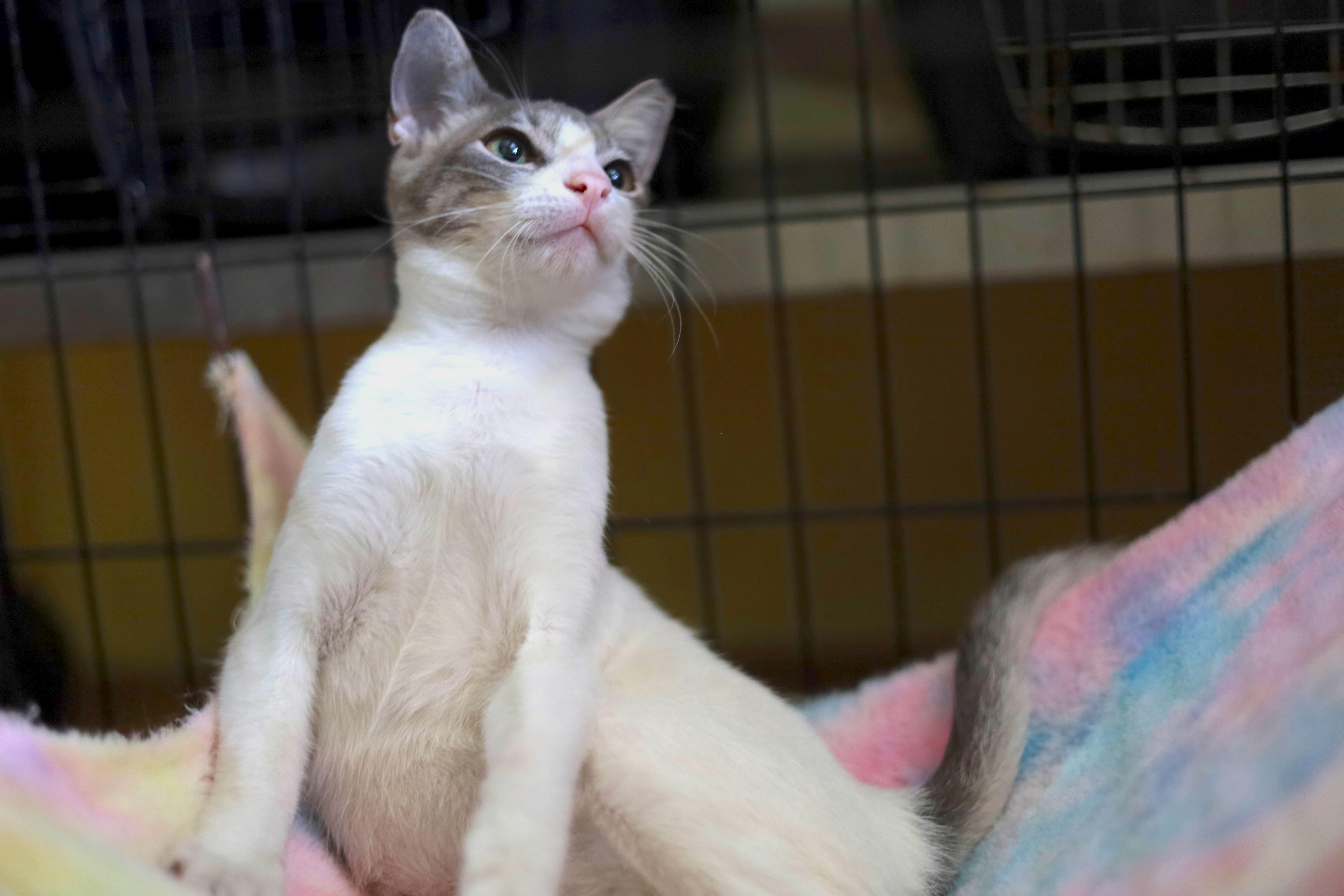 Enlarge Tainy, a Adoptable Domestic Short Hair in East Boston, MA image 4/4