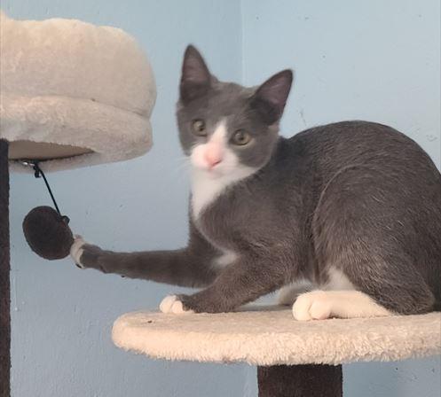 Ronon, Adoptable, Young Male Domestic Short Hair.