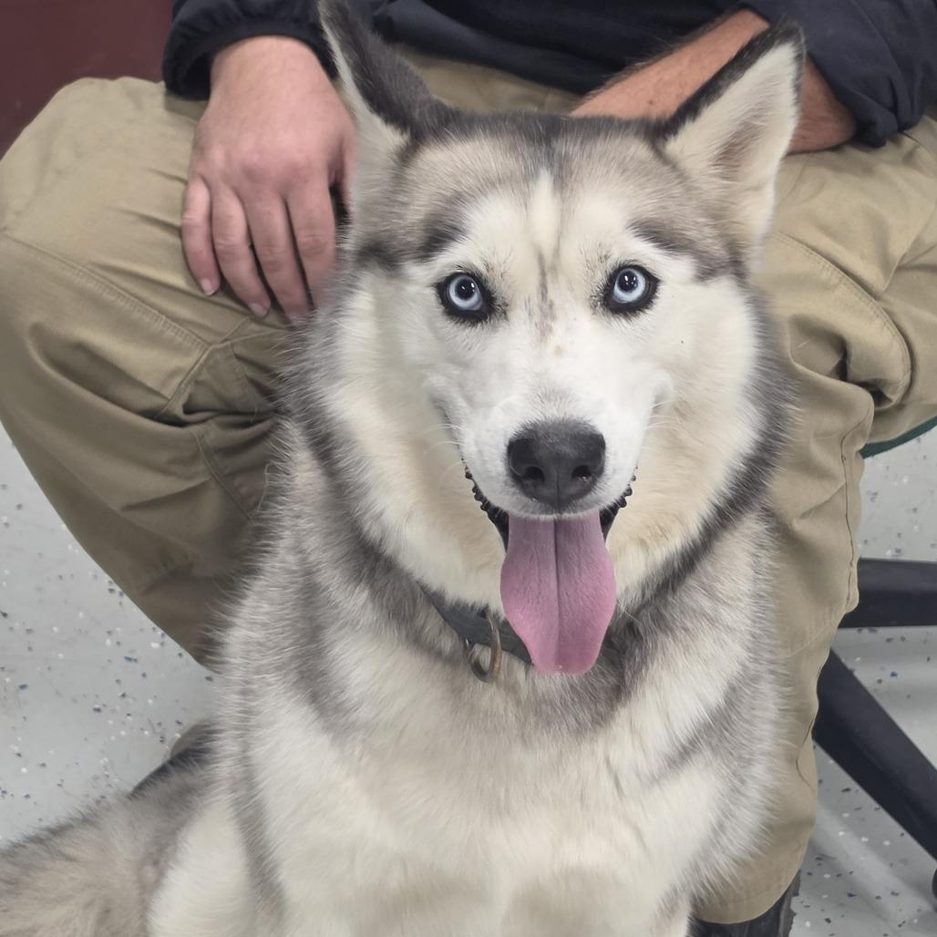 Akira, Adoptable, Adult Female Siberian Husky.