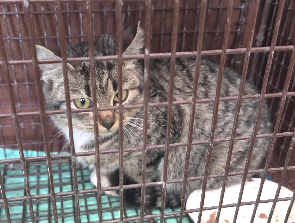 Enlarge Quista, a ADOPTABLE Domestic Short Hair in Chico, CA image 4/4