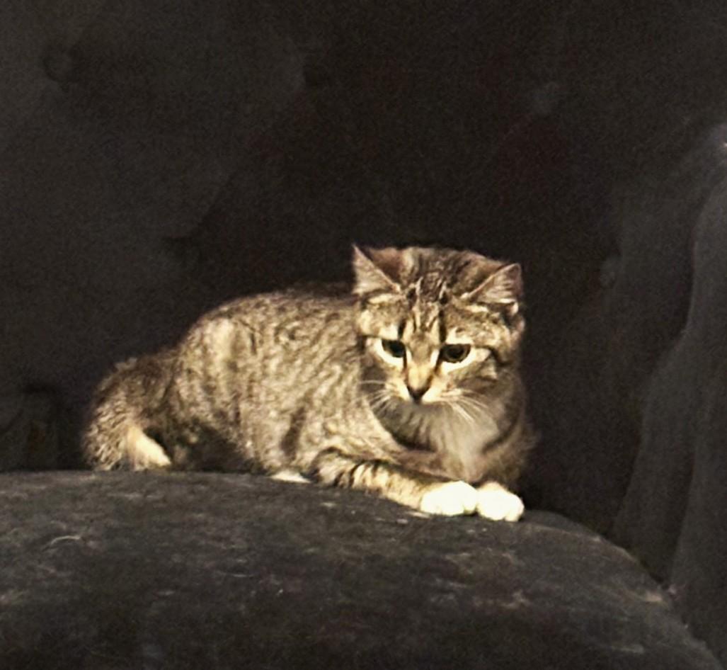 Enlarge Quista, a ADOPTABLE Domestic Short Hair in Chico, CA image 2/4