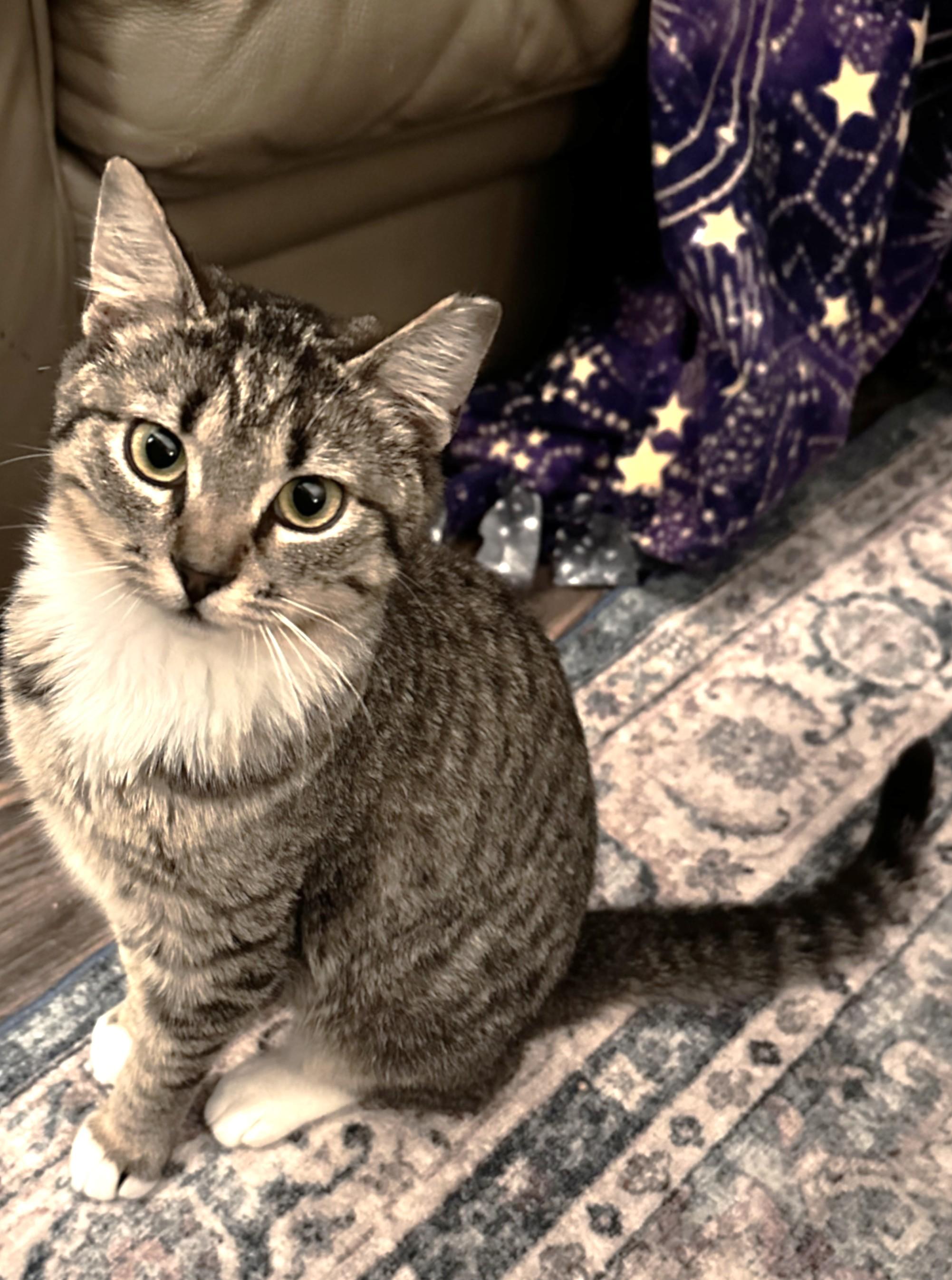 Enlarge Quista, a ADOPTABLE Domestic Short Hair in Chico, CA image 1/4