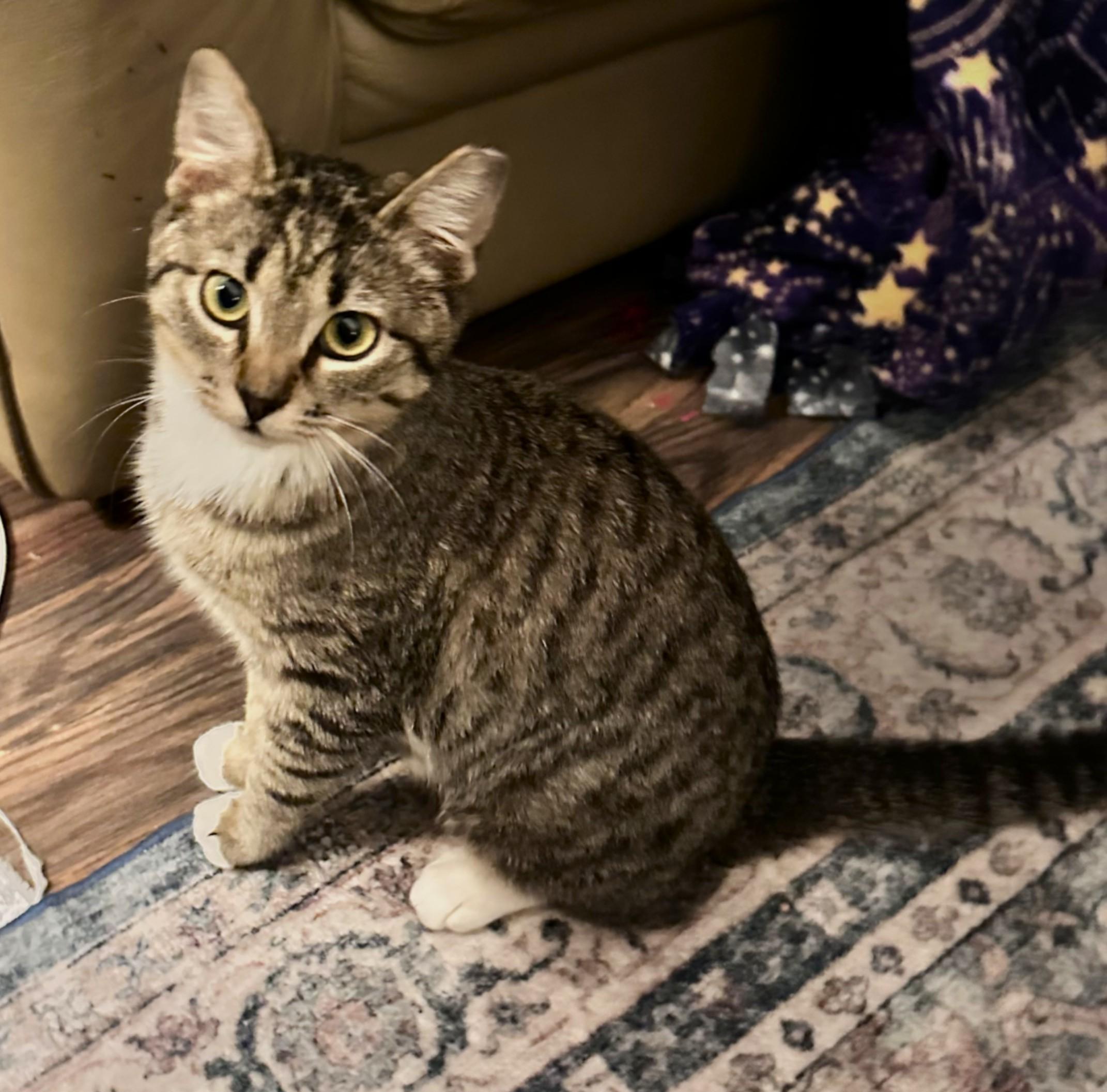 Enlarge Quista, a ADOPTABLE Domestic Short Hair in Chico, CA image 3/4