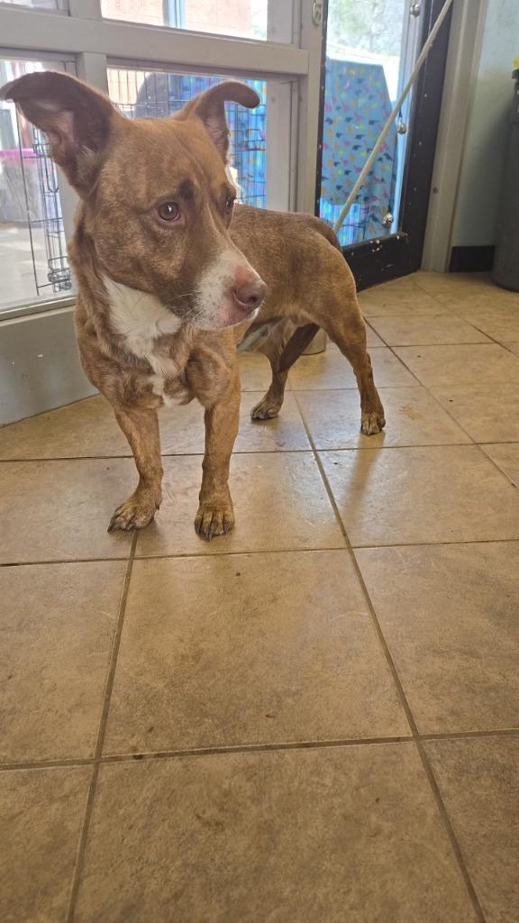 Studly, Adoptable, Young Male Pit Bull Terrier.