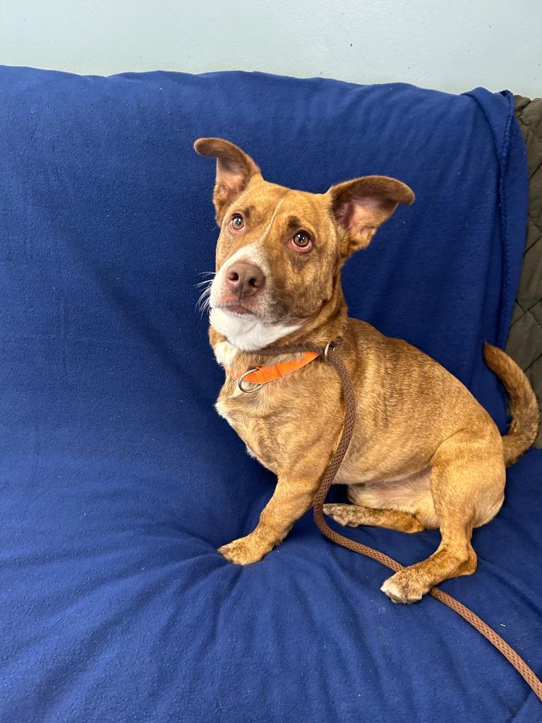 Studly, Adoptable, Young Male Mixed Breed.