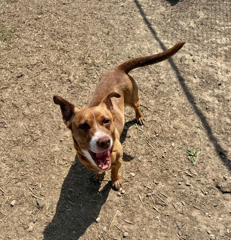 Enlarge Studly, a Adoptable mixed breed in Marion, OH image 2/3