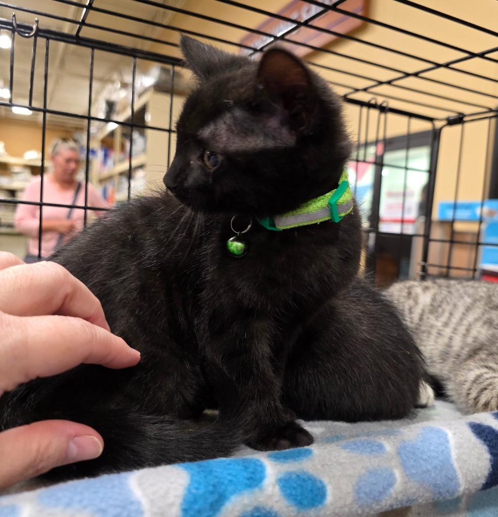 Sleepy, Adoptable, Kitten Female Bombay.