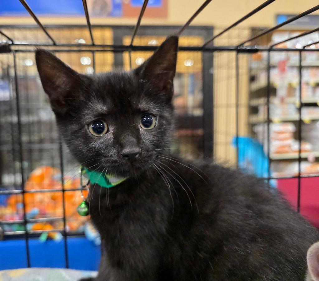 Sleepy, a Adoptable Bombay in Buford, GA image 2/2