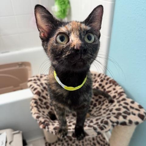 Selena, Adoptable, Adult Female Domestic Short Hair.