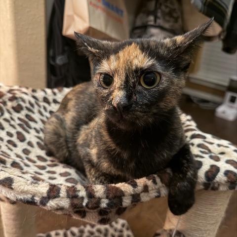 Selena, a Adoptable Domestic Short Hair in Houston, TX image 2/4